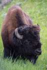 Wyoming Bison grazing-Yellowstone National Park Art Print